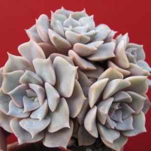 Echeveria    hybr.     #29