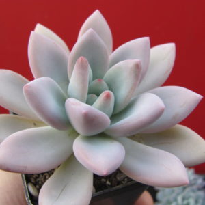 Pachyveria   Opalina