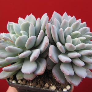 Echeveria  glauca