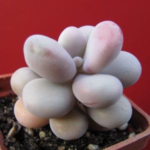 Pachyphytum  Pink