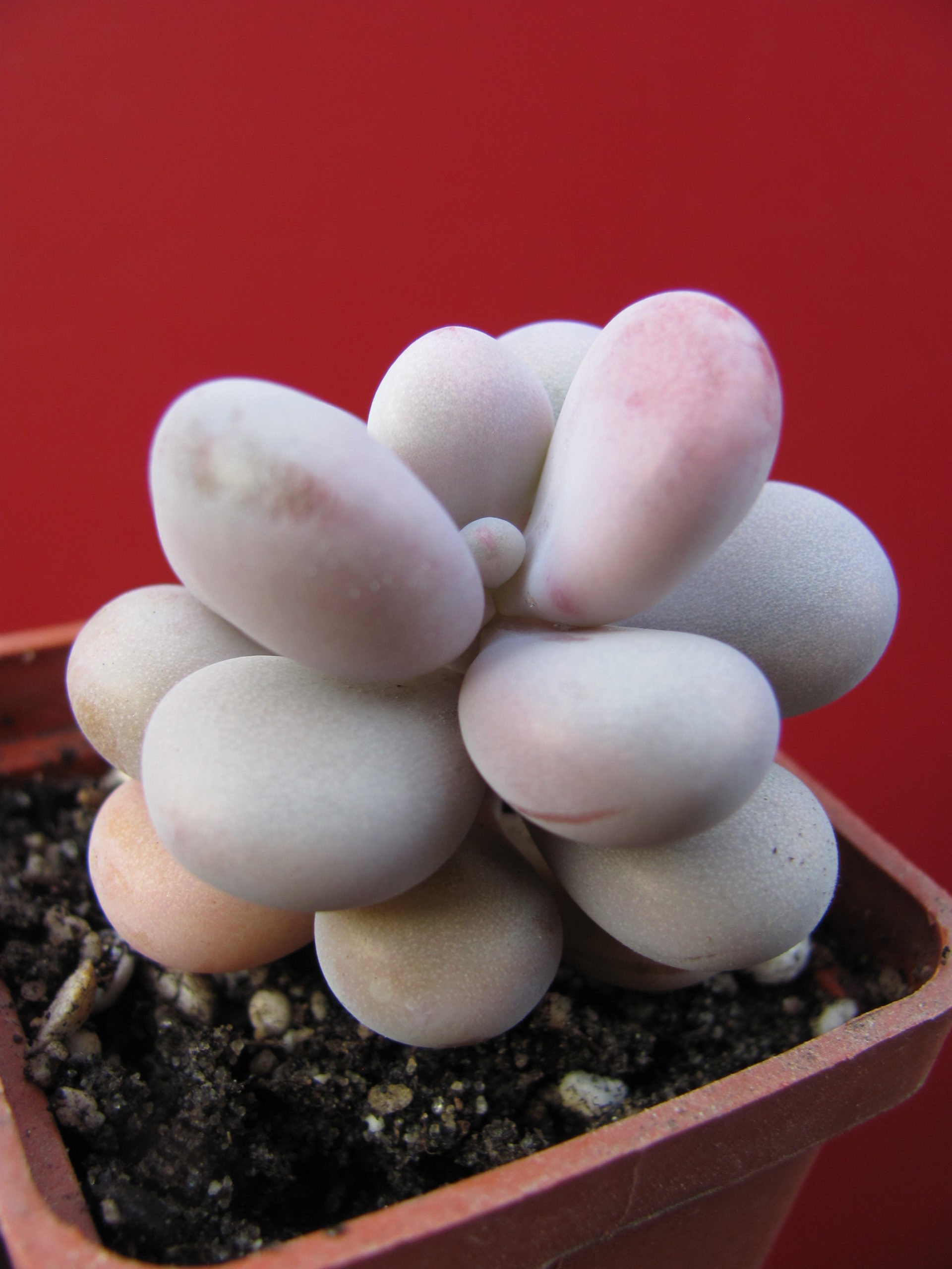 Pachyphytum  Pink