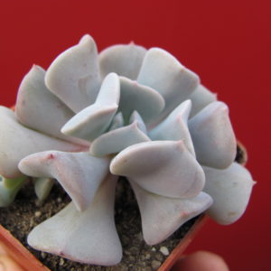 Echeveria   Cubic  Frost