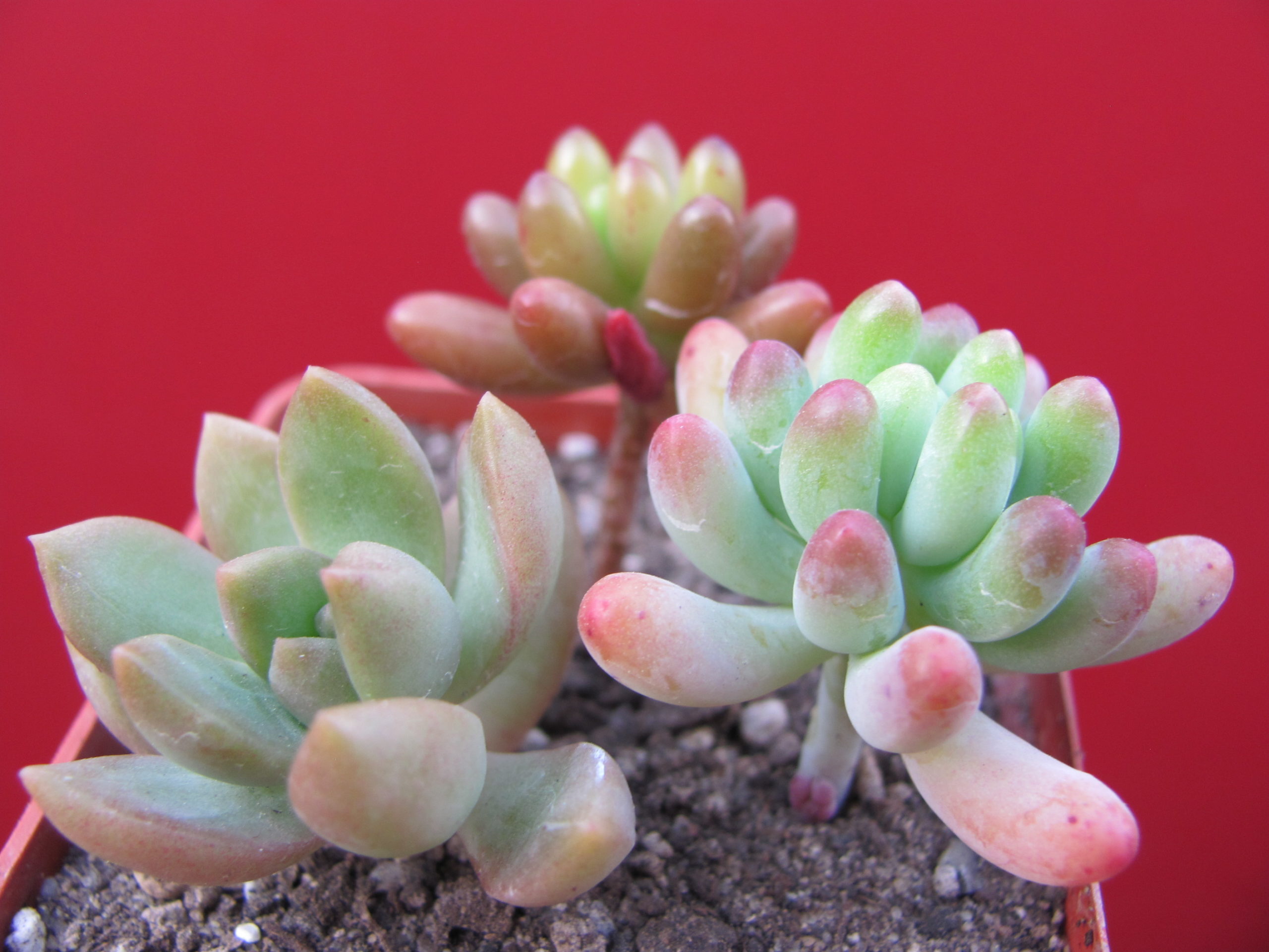 Sedum