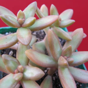 Sedum  nussbaumerianum