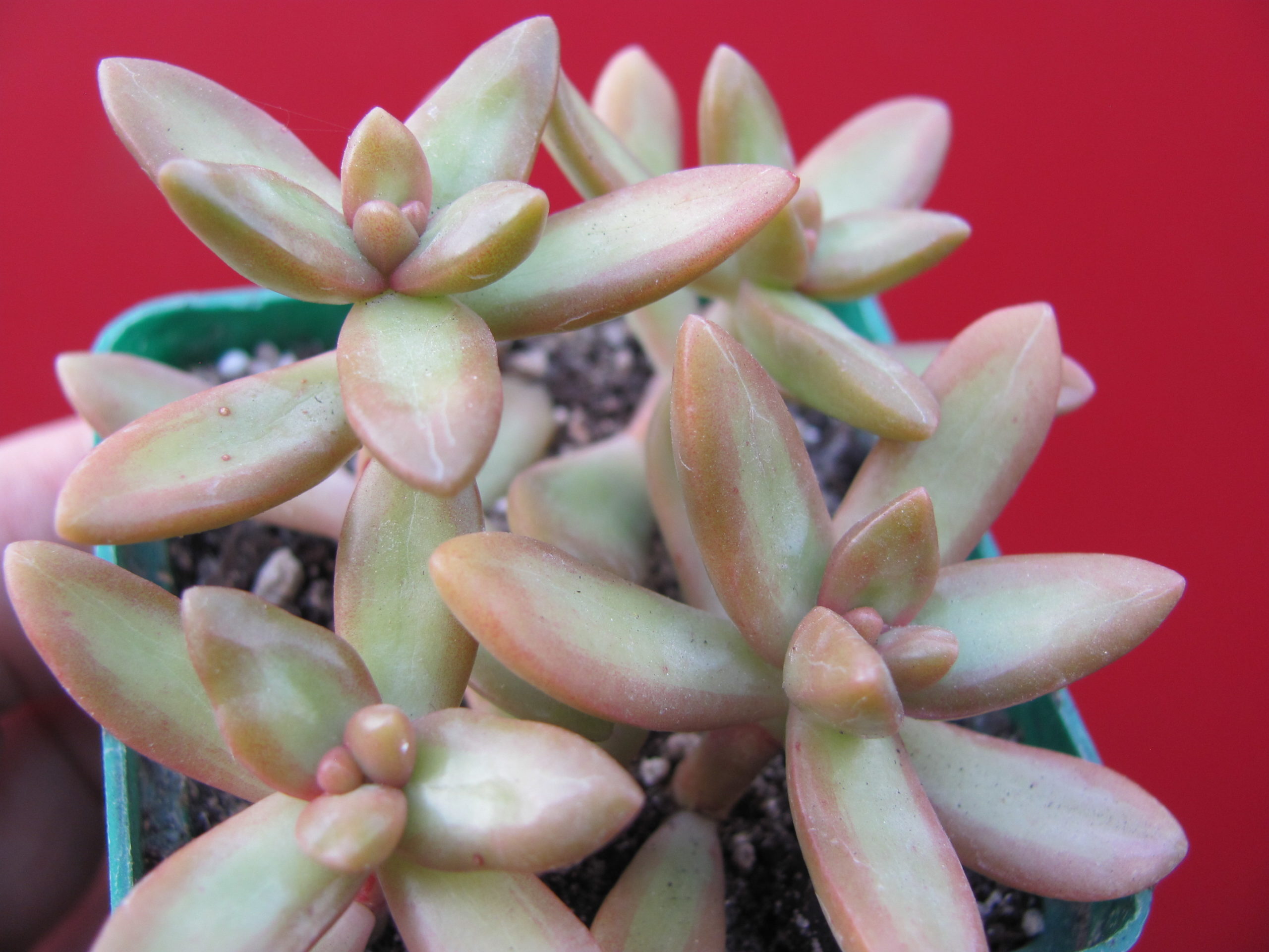 Sedum  nussbaumerianum