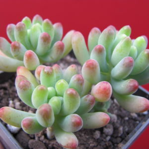 Sedum  pachyphyllum