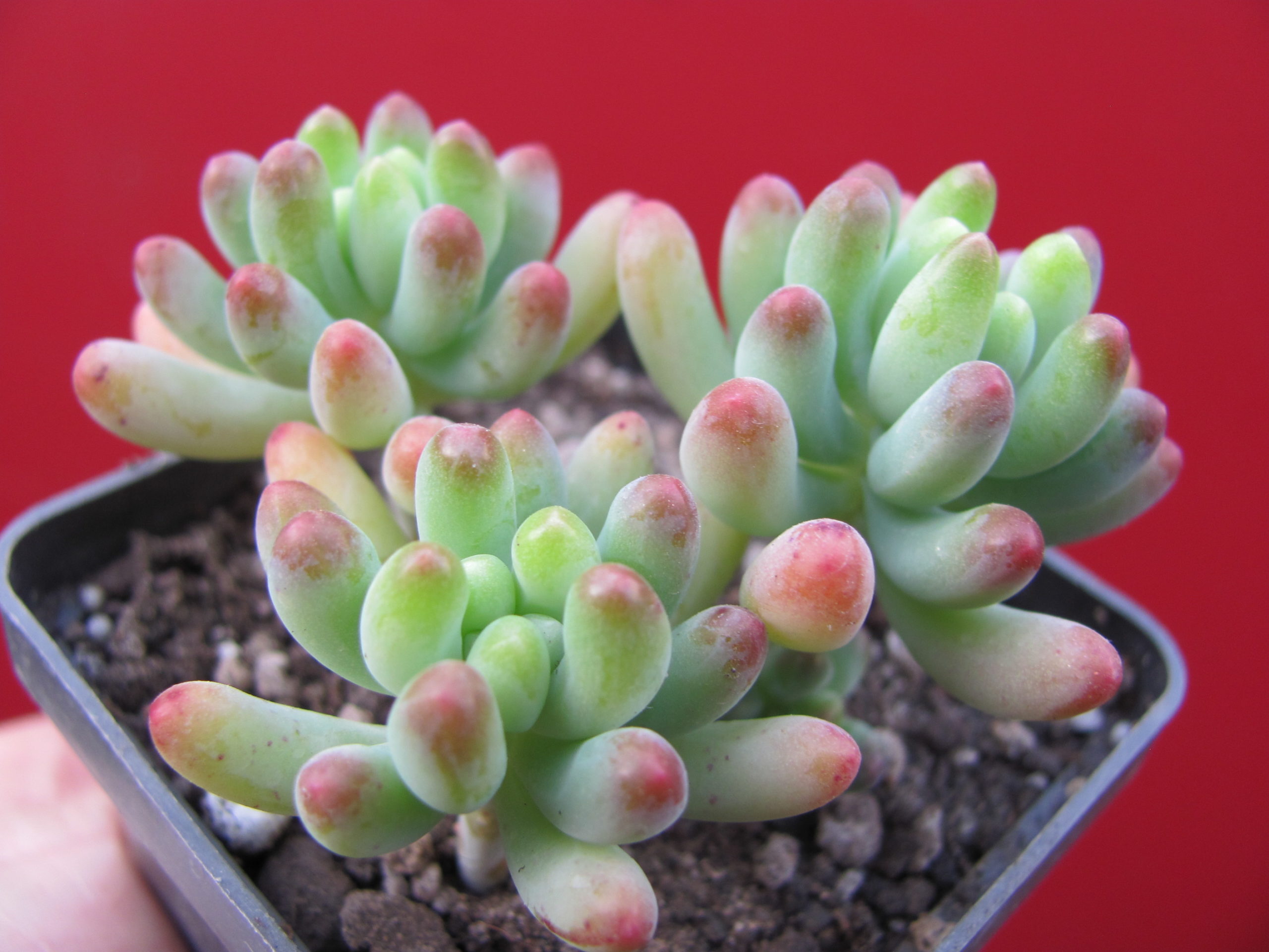 Sedum  pachyphyllum