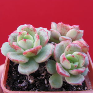 Sedeveria   Pudgy