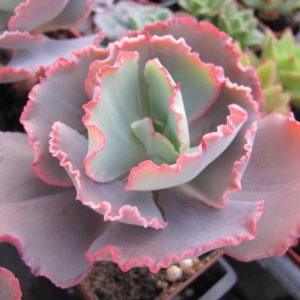Echeveria  Crinoline
