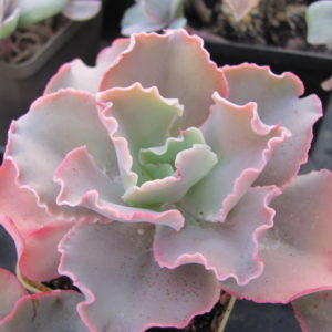 Echeveria