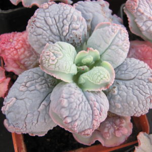 Echeveria   Linguas