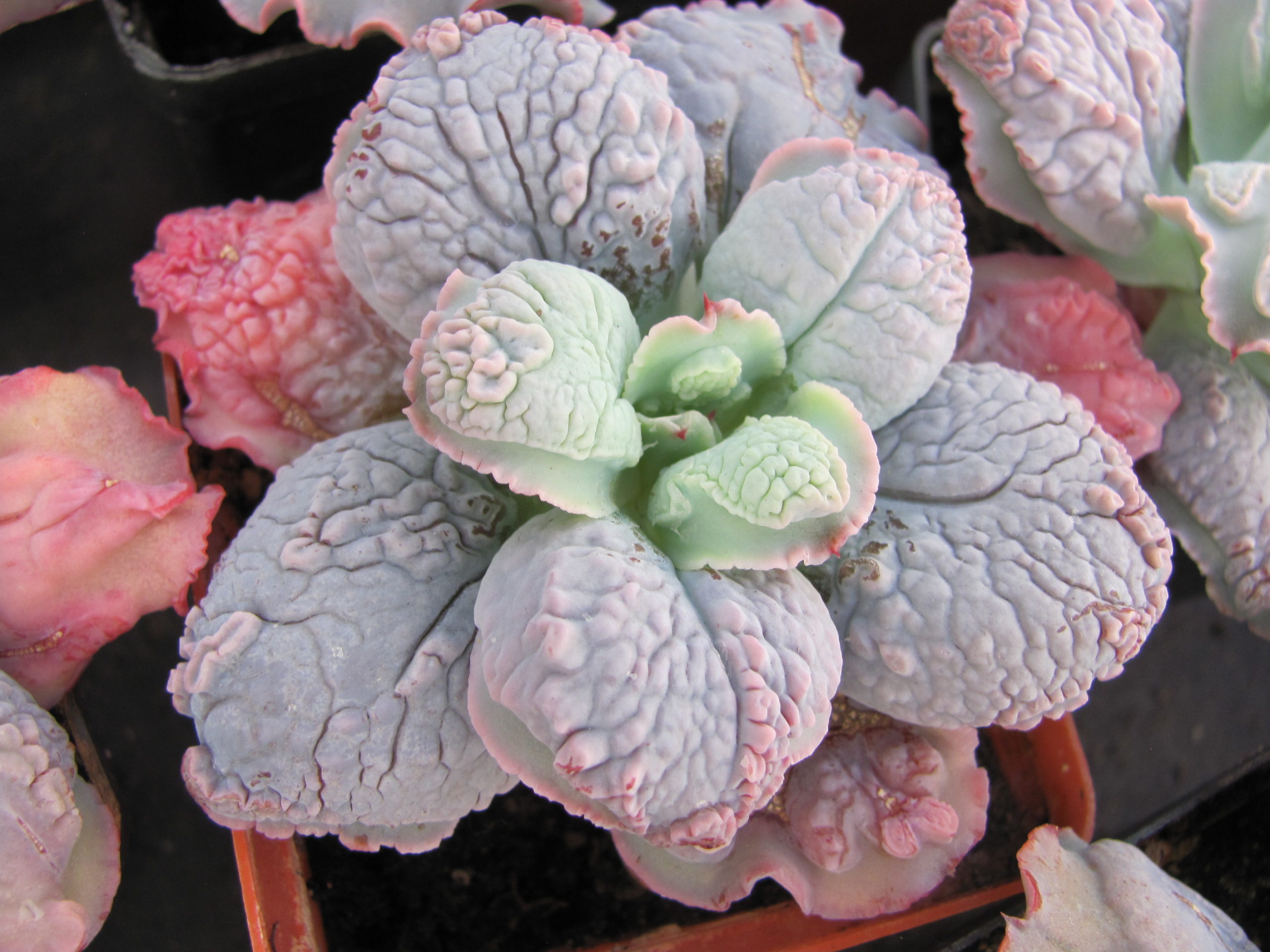 Echeveria   Linguas