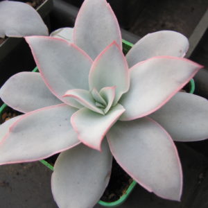 Echeveria   Cante