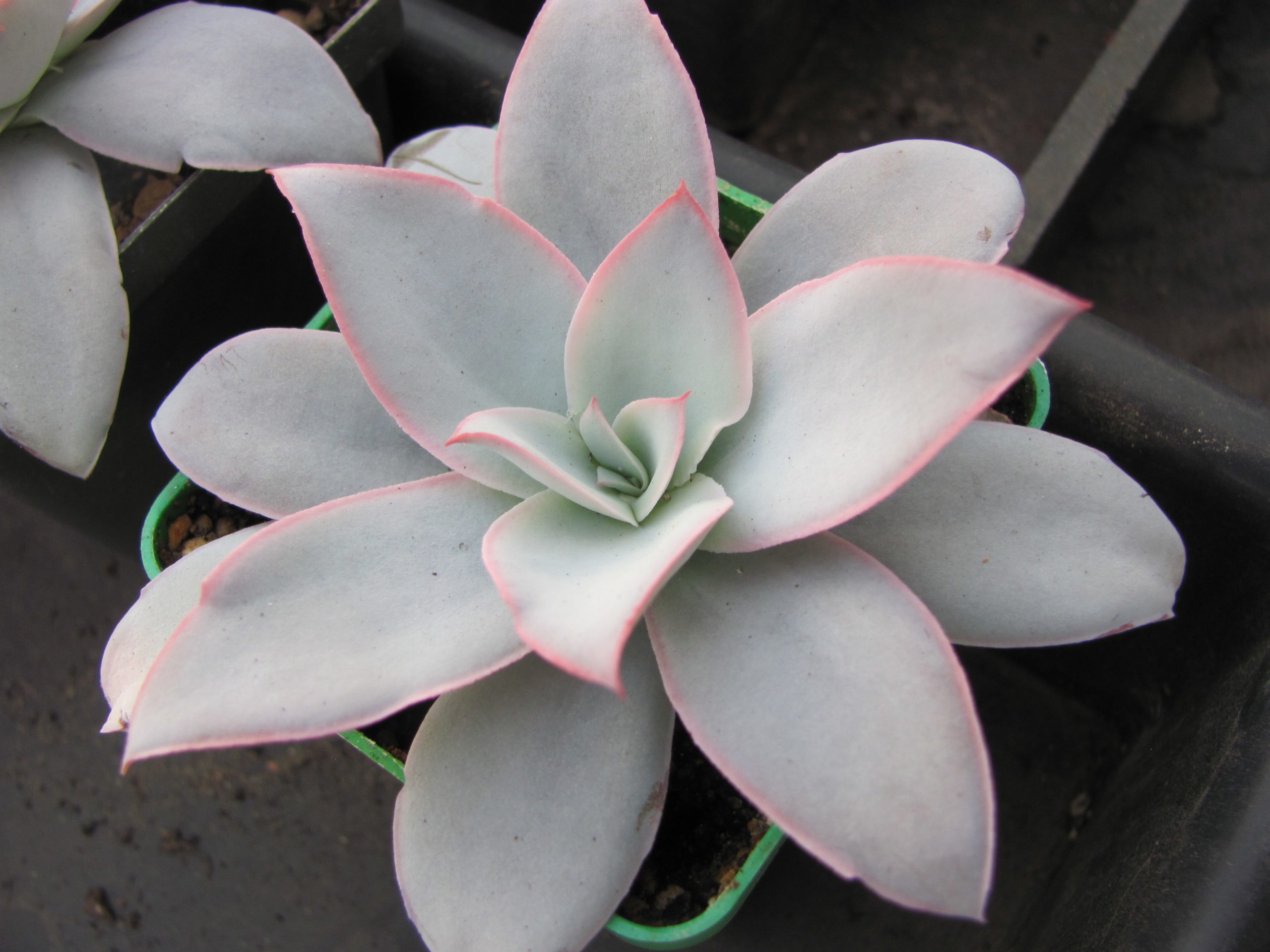 Echeveria   Cante