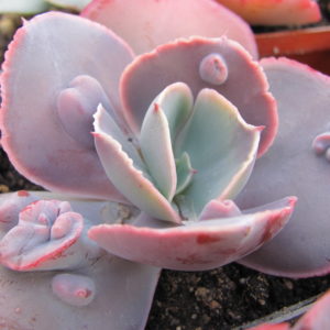 Echeveria   Raggamuffin