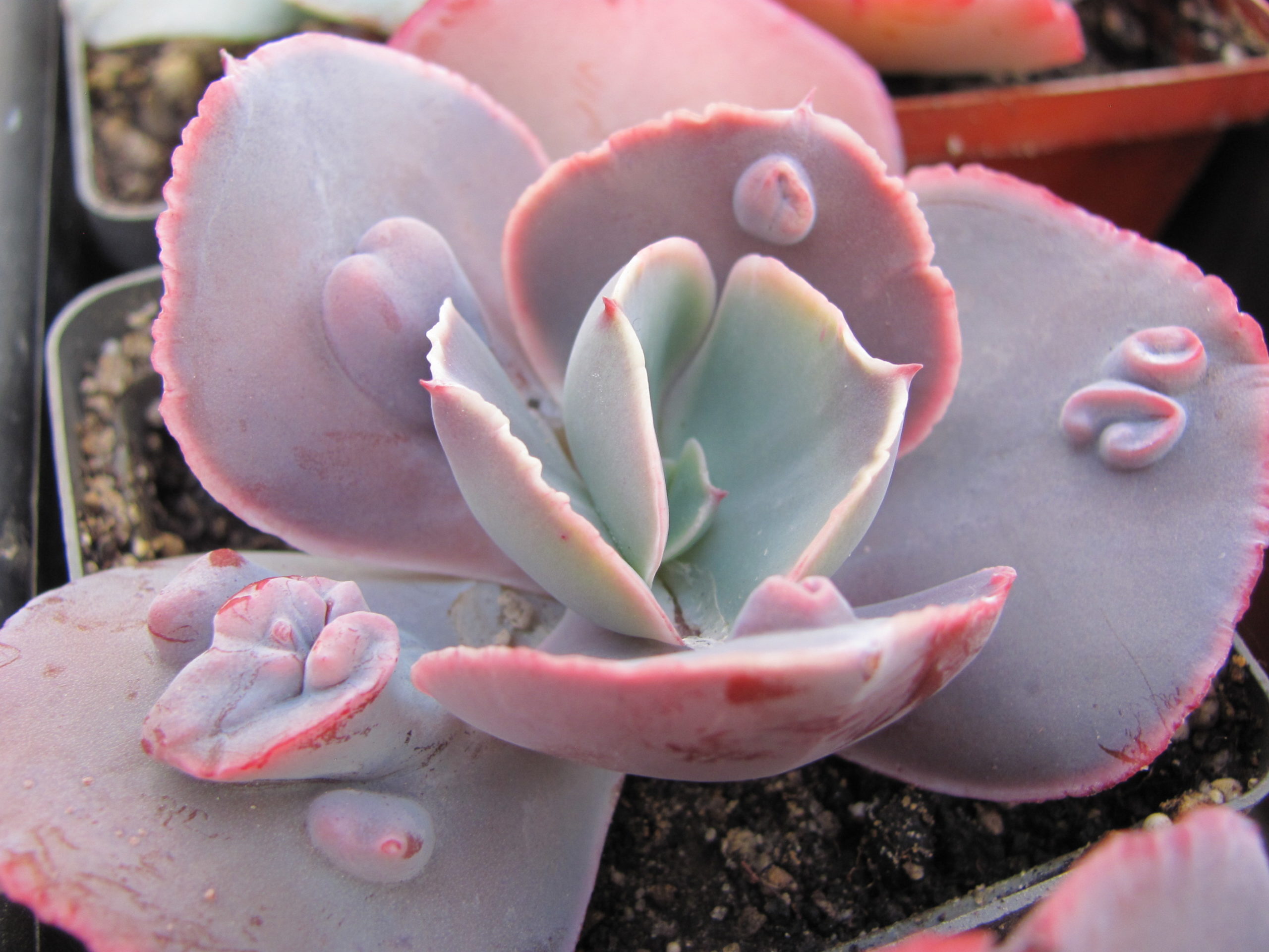 Echeveria   Raggamuffin