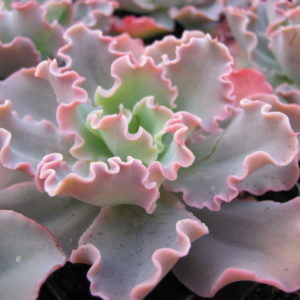 Echeverria    Blue  Curls