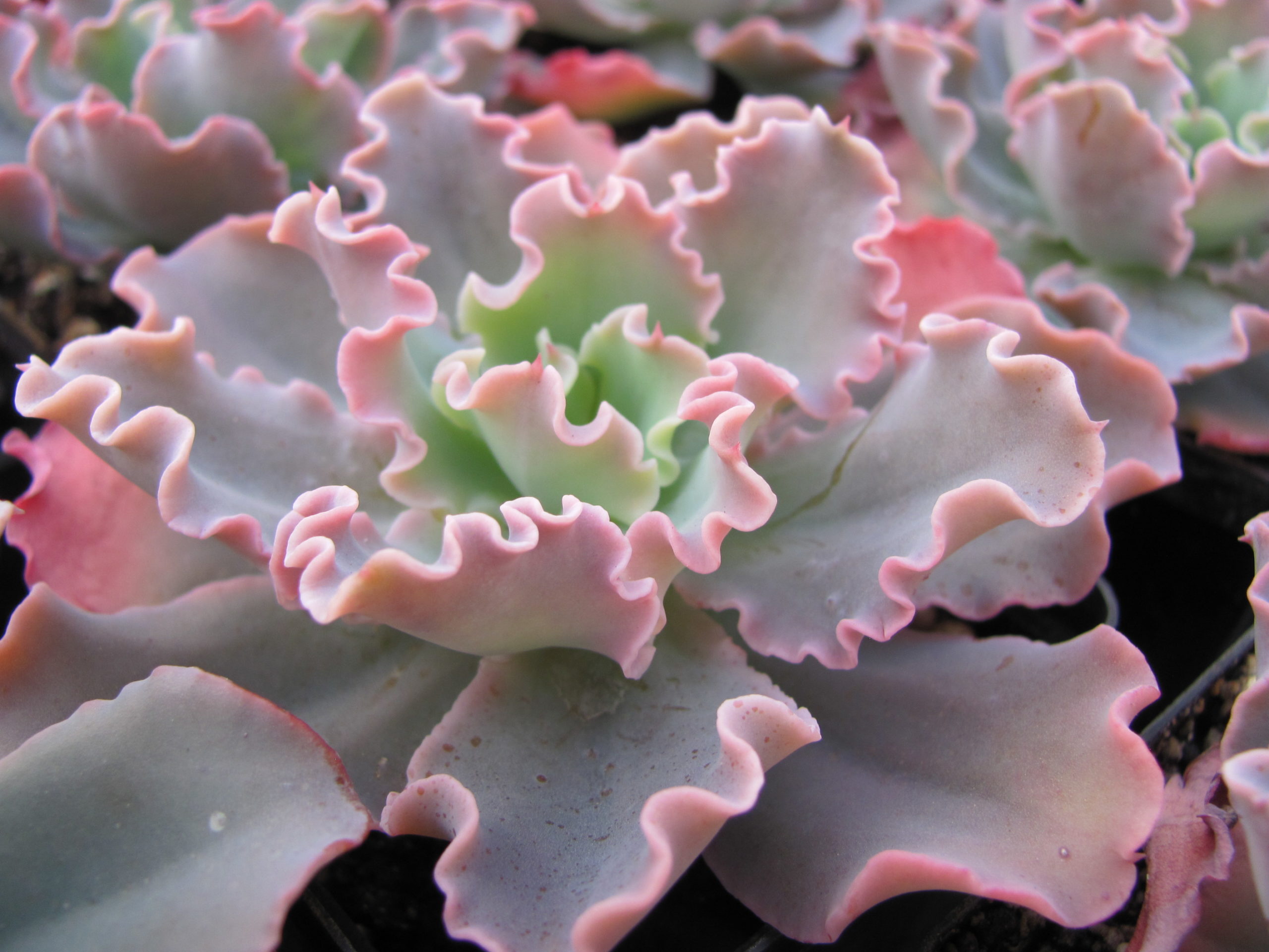 Echeverria    Blue  Curls