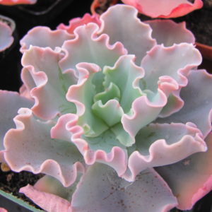 Echeveria    Blue  Curls