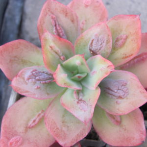 Echeveria    Baron   Bold