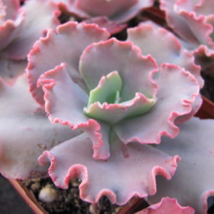 Echeveria   Aguarius  Red