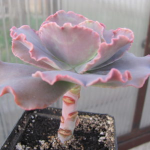 Echeveria  Double   Delight