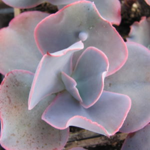 Echeveria   Etna