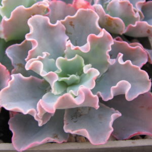Echeveria    Blue  Curls