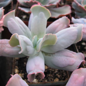 Echeveria   Culibra