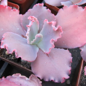 Echeveria   Silveron  Red