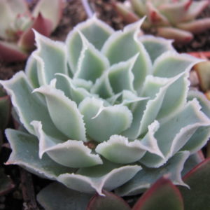 Echeveria   Laguna  Sanchez