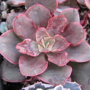 Echeveria   Red   Prince