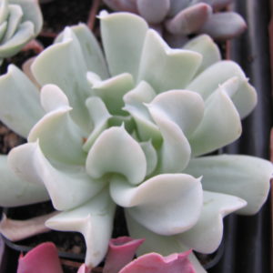 Echeveria    Tompsy  Turvy