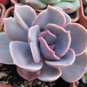 Echeveria    Perle von  Nurnberg     *Monstr*
