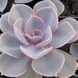 Echeveria   Perle  von Nurnberg