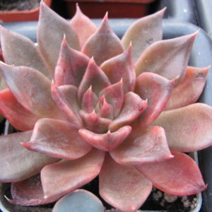 Echeveria   Alfred  Graf