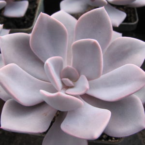 Echeveria   Debbie   Big