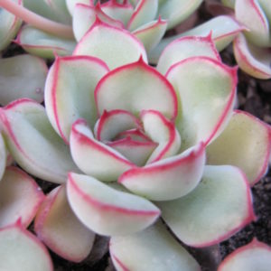 Echeveria  pulidonis