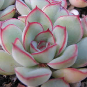 Echeveria  pulidonis