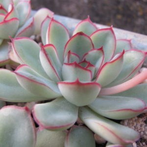 Echeveria   pulidonis  Big