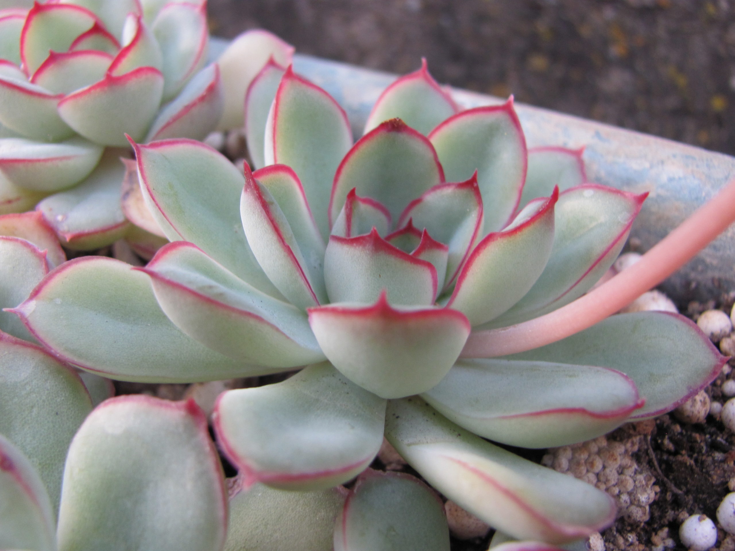 Echeveria   pulidonis  Big