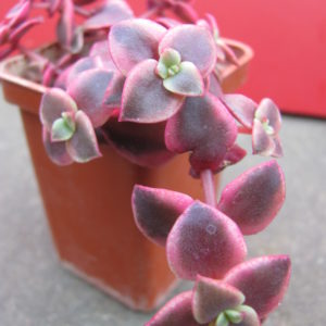 Crassula pellucida  variegata