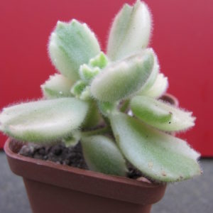 Cotyledon tomentosa  variegata