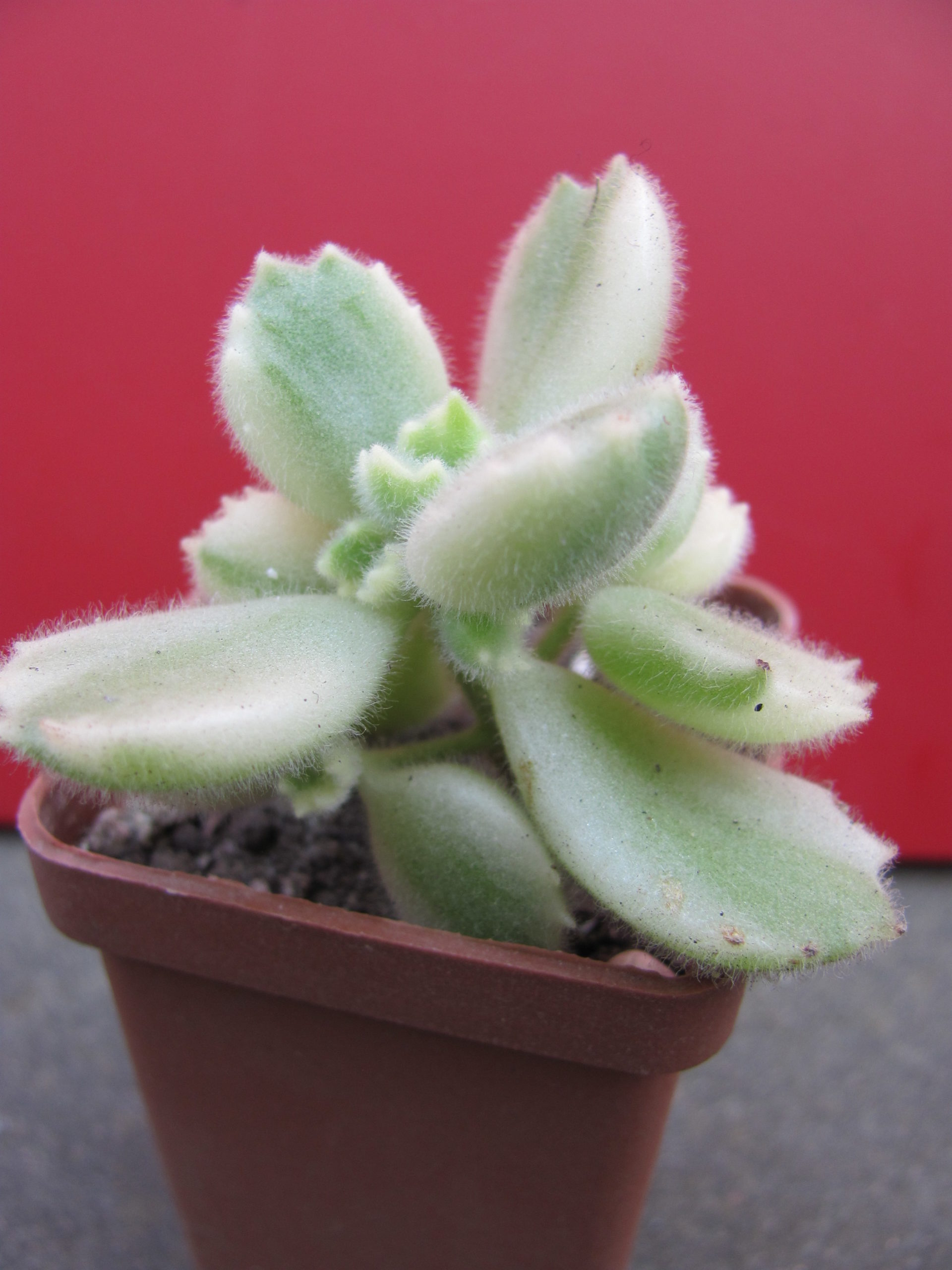 Cotyledon tomentosa  variegata