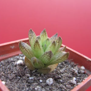 Haworthia    reticulata   Dublin