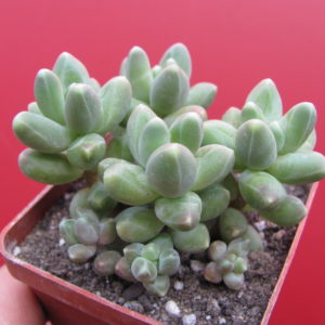 Pachyphytum    compactum   Big   Green