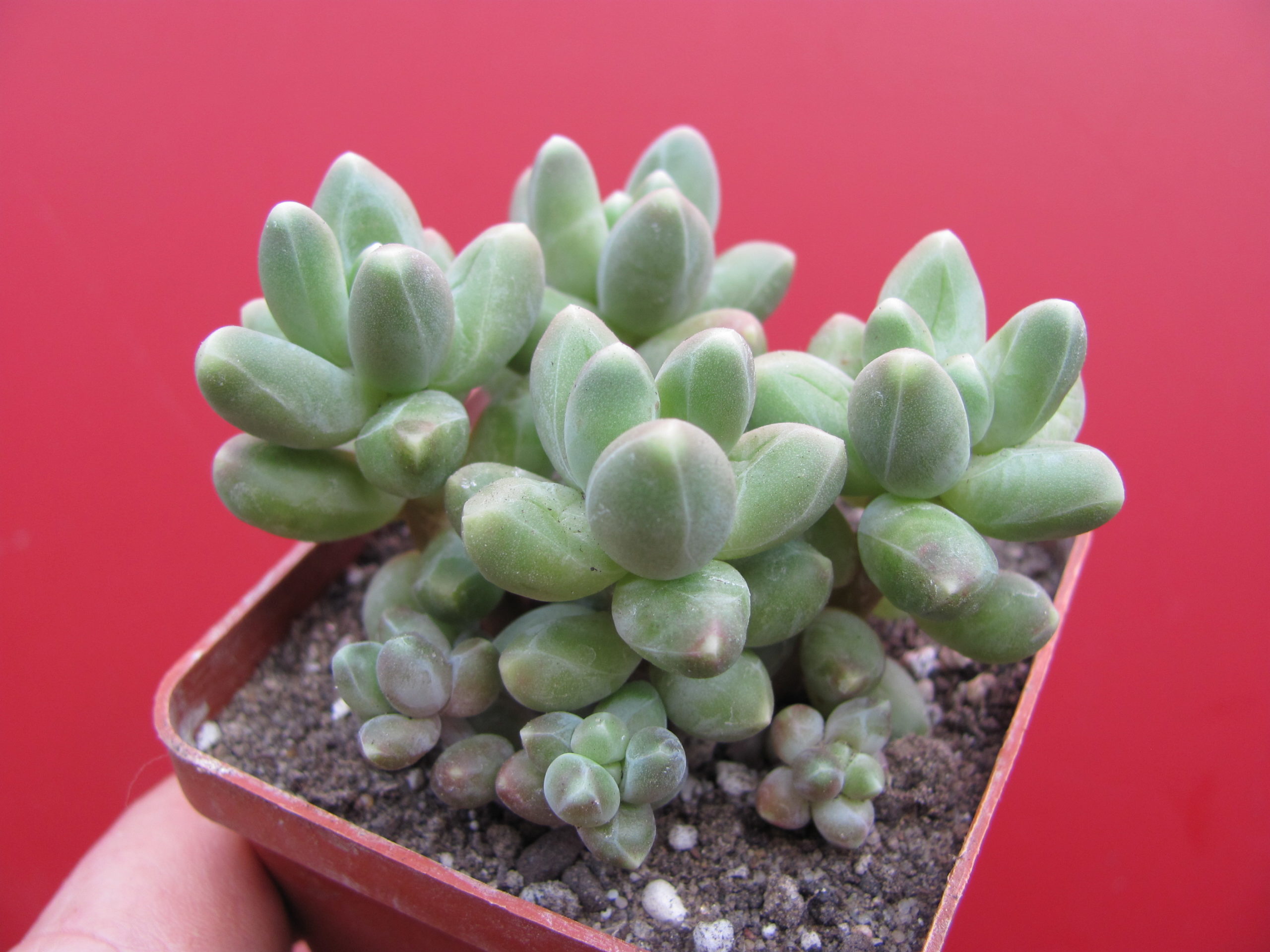 Pachyphytum    compactum   Big   Green