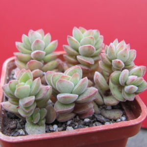 Crassula   velutina