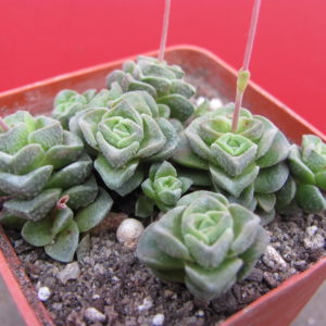 Crassula   Dorothy