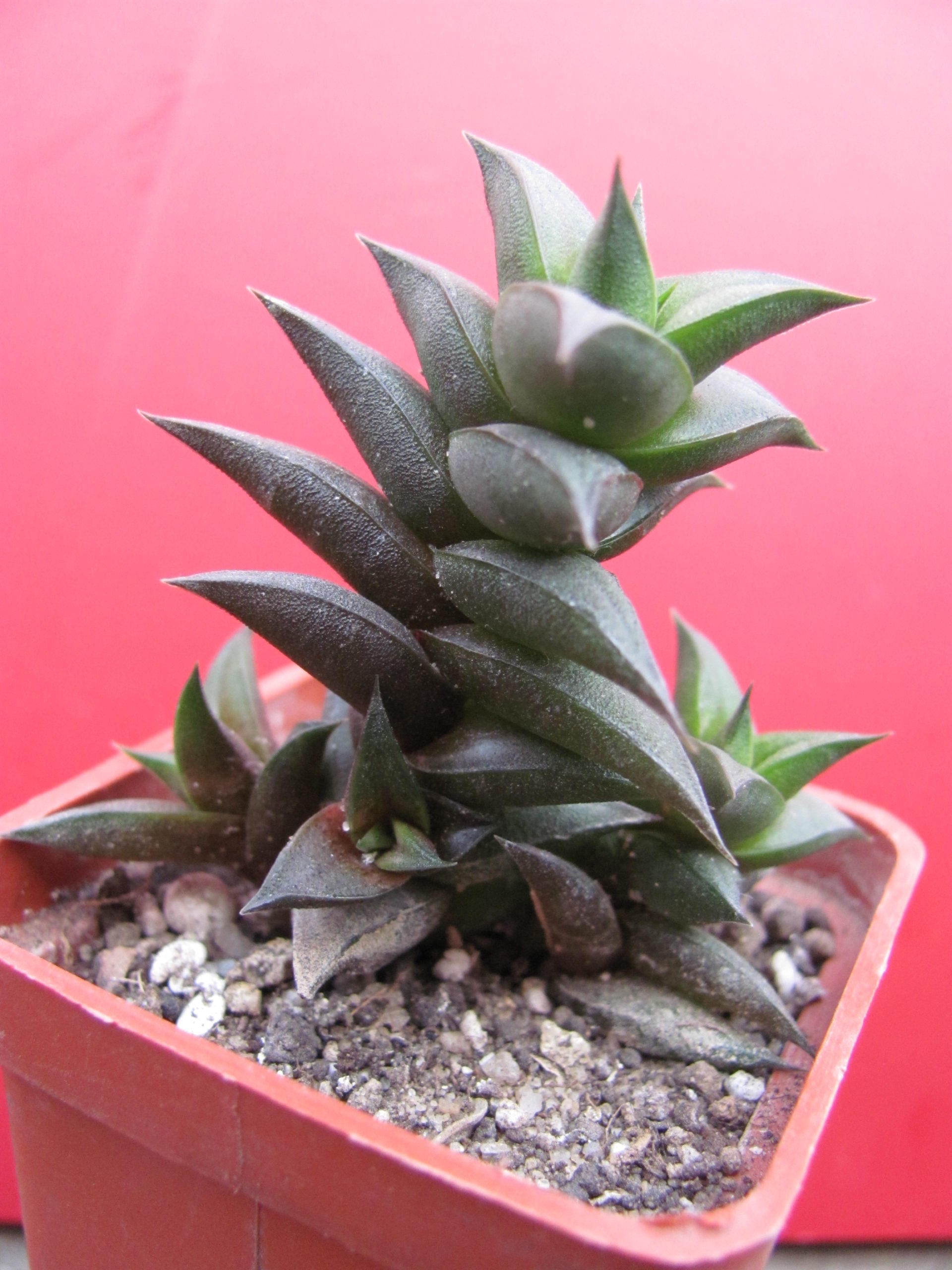 Haworthia    viscosa